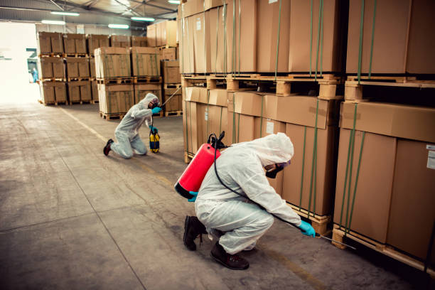 Best Wasp Removal Services  in Elkins, WV