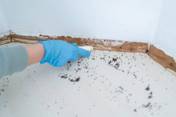 Pest Control Cost in Elkins, WV