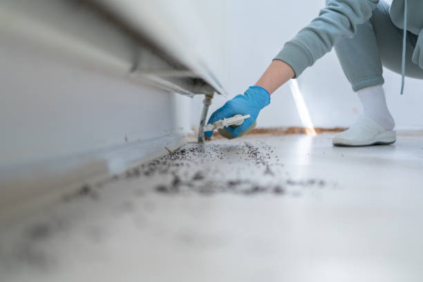 Best Best Pest Control Companies  in Elkins, WV